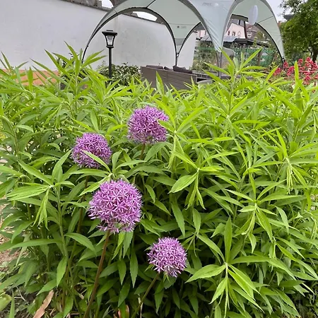 Appartement In Koblenz, Nahe Uni Und Bwzk Mit Garten Koblenz (Rhineland-Palatinate)