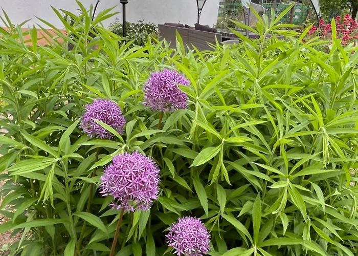 Apartamento In Koblenz, Nahe Uni Und Bwzk Mit Garten Coblença